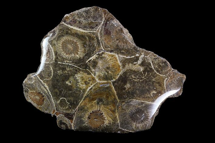 Polished Fossil Coral (Actinocyathus) - Morocco #85037